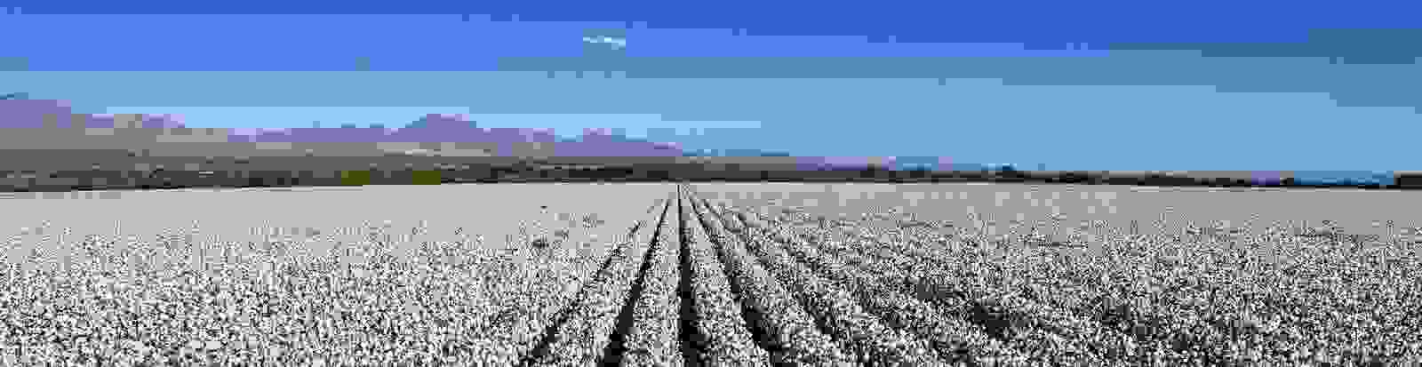 Cotton Field