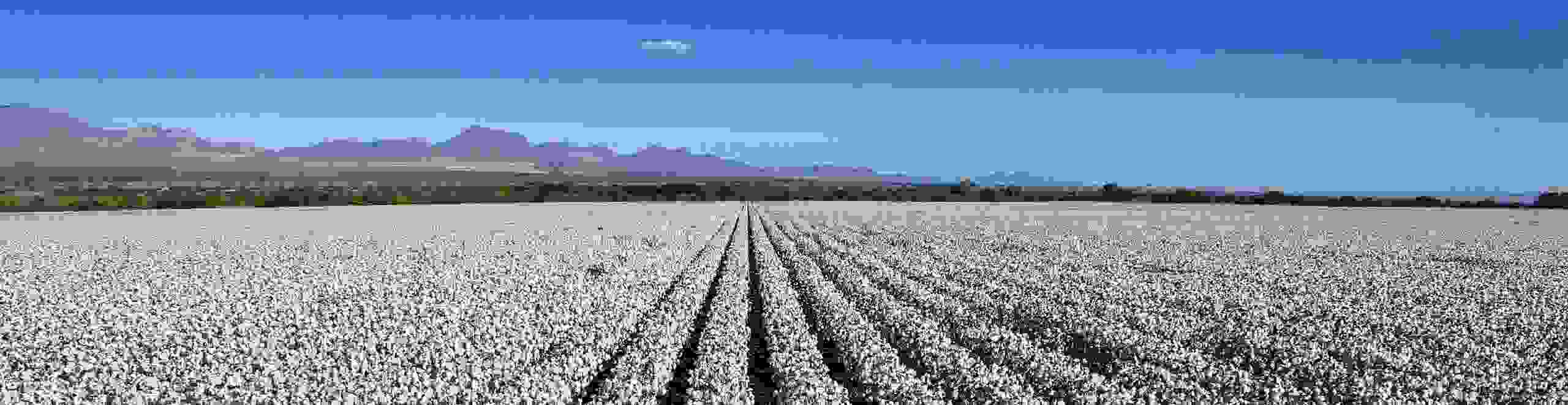 Cotton Field