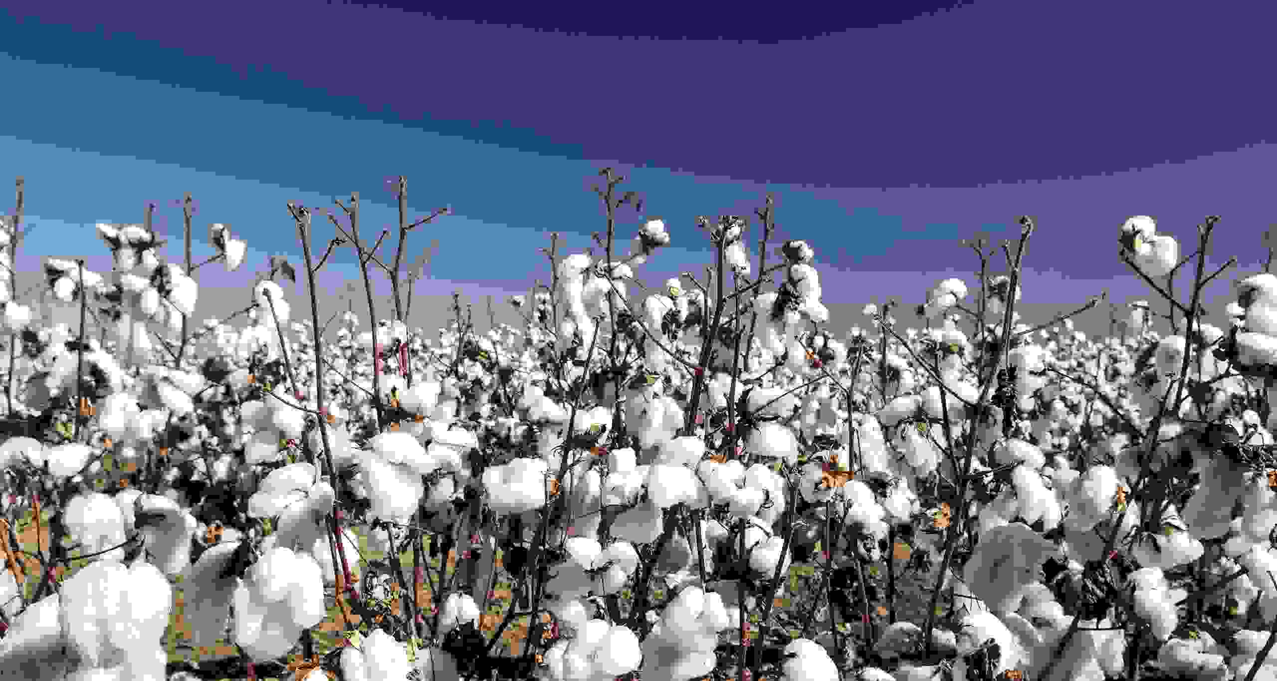 Cotton Field