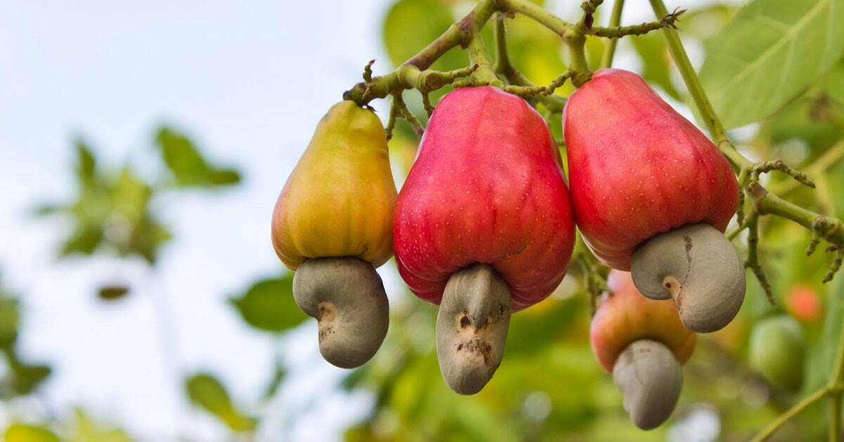 Cashew Nuts 