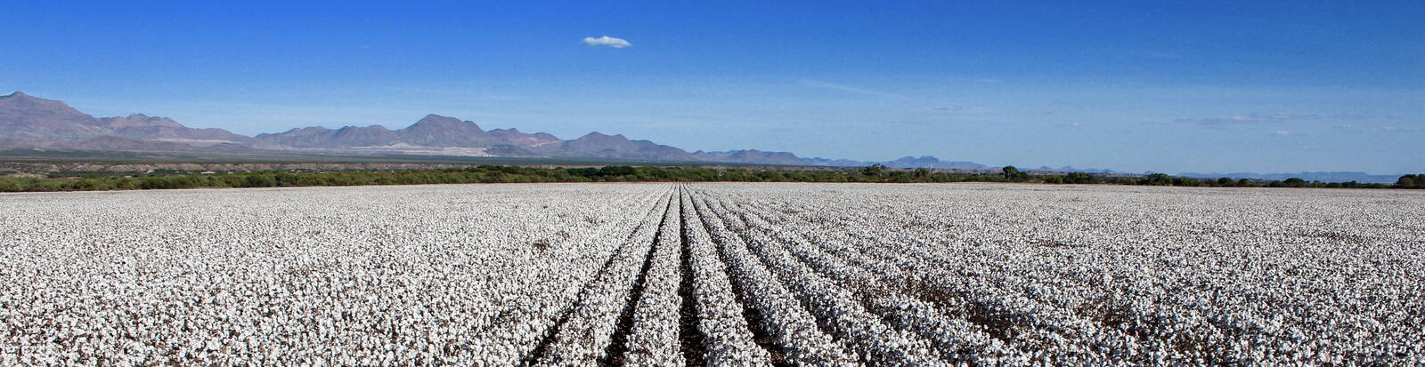 Cotton Field