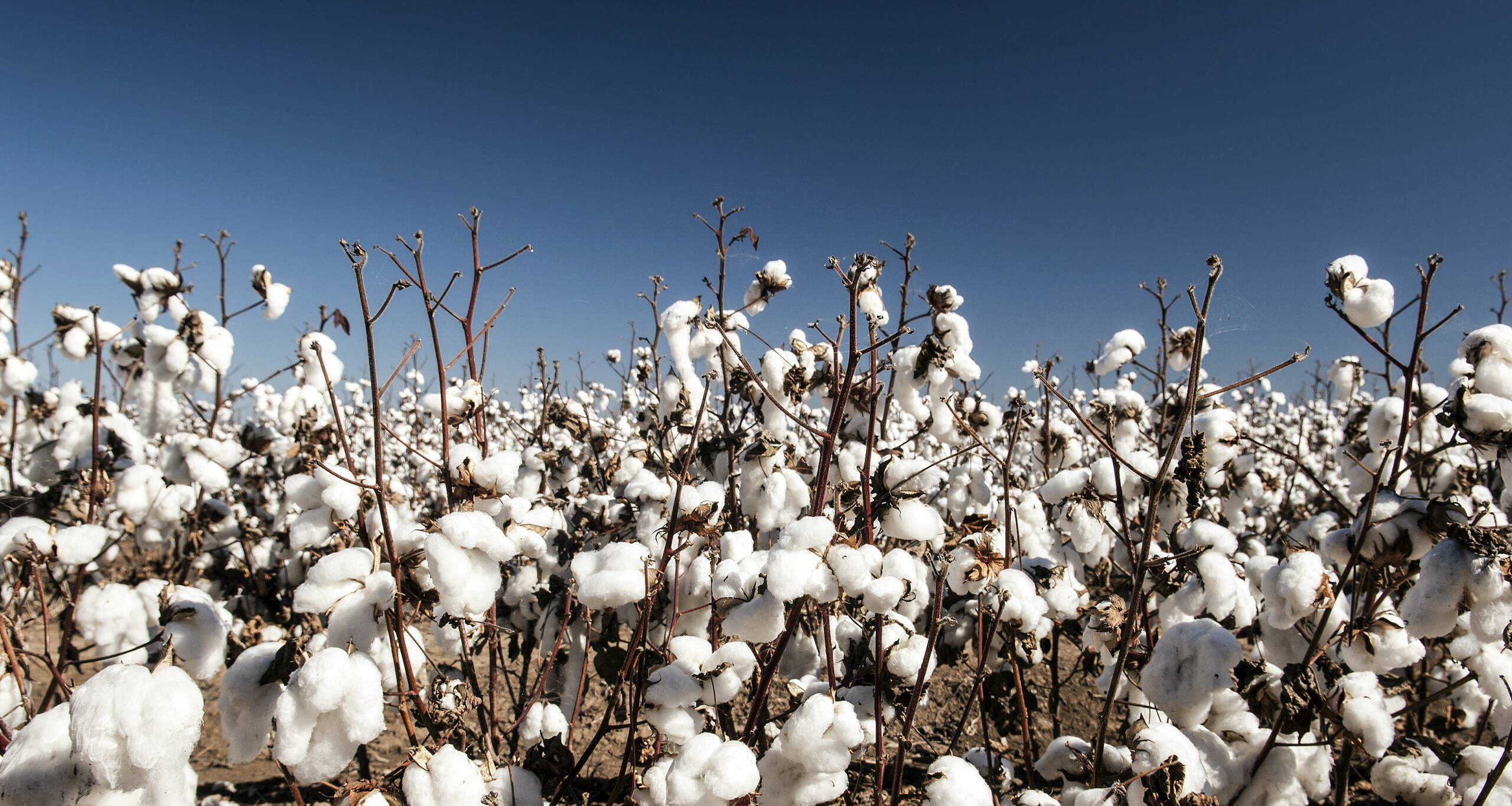 Cotton Field